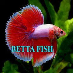 Скачать Betta Fish Gallery [Разблокированная версия] MOD APK на Андроид