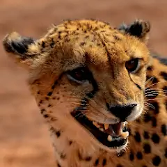 Скачать Cheetah Sounds [Премиум версия] MOD APK на Андроид