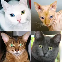 Скачать Кошки - Тест о породах кошек Взлом [Много монет] + [МОД Меню] на Андроид