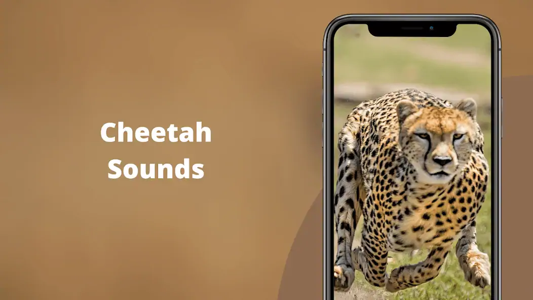 Скачать Cheetah Sounds [Премиум версия] MOD APK на Андроид